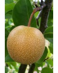 Груша азійська ‘Секуї’|Pyrus pyrifolia ‘Sequoi’|Груша азиатская ‘Секуи’